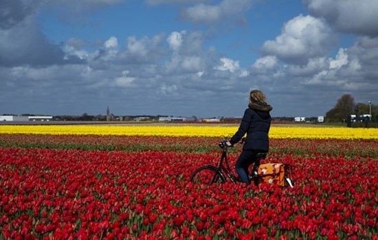 Woman on a bike riding through the tulip fields outside Amsterdam, the Netherlands/Holland